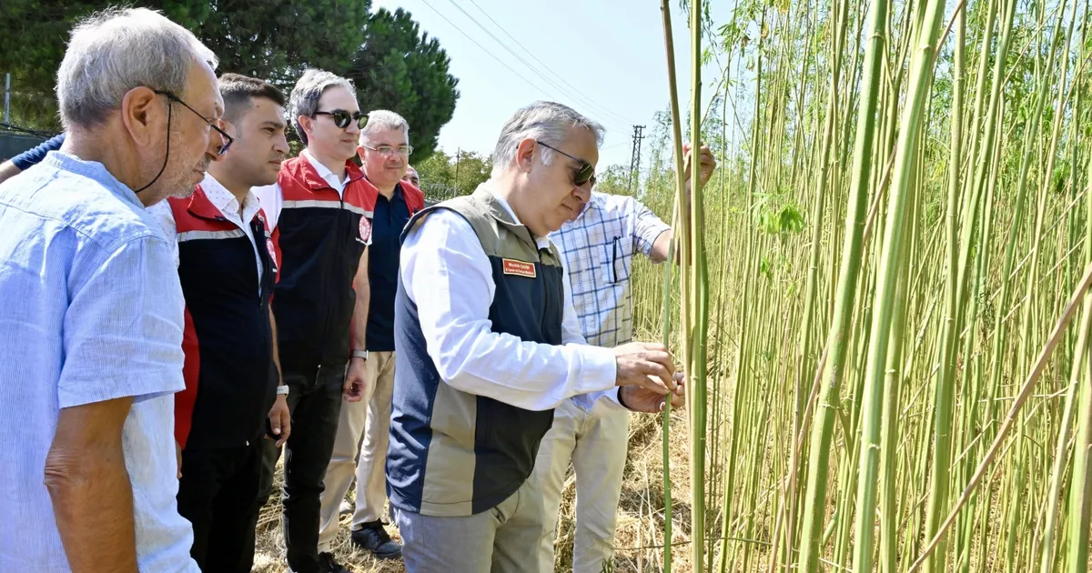 İzmir'de izinli yetiştirilen kenevire ilk hasat