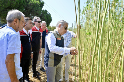 İzmir'de izinli yetiştirilen kenevire ilk hasat