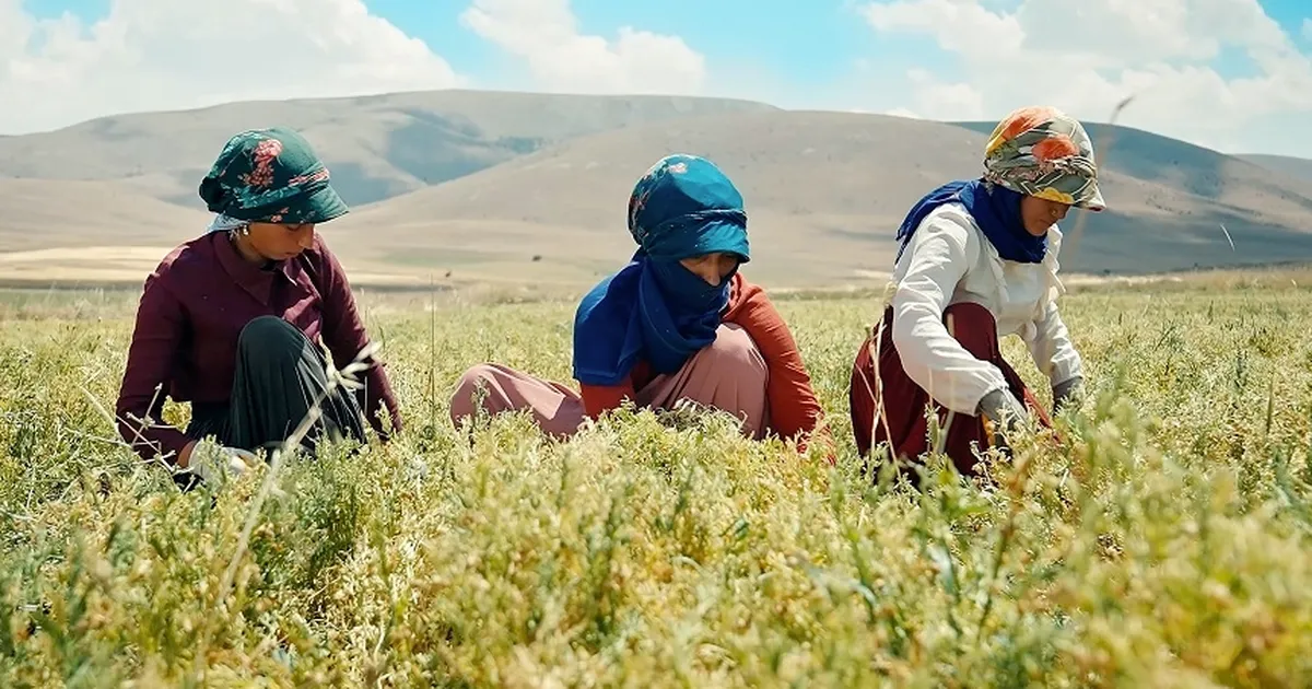 Kayseri'de yeşil mercimek ekimi artırılıyor