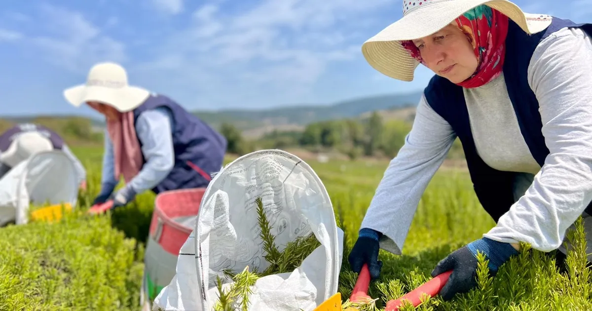 Kocaeli’de biberiye hasadı başladı