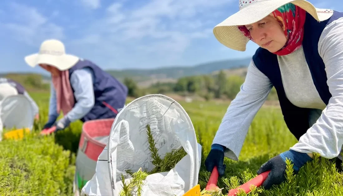 Kocaeli Büyükşehir Belediyesince, TABİP