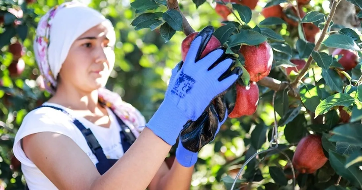 Elma ve elma suyu ihracatı 321 milyon dolara ulaştı