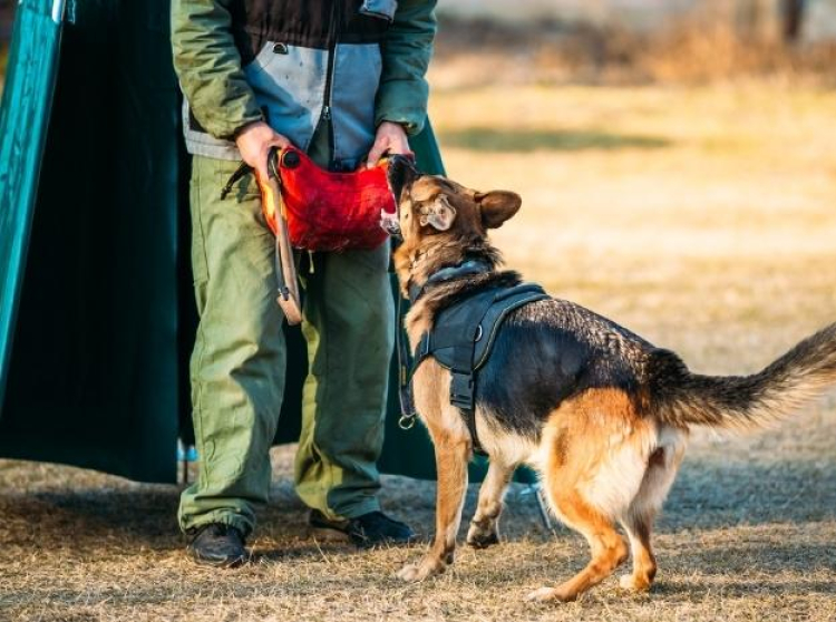 Hangi köpek ırklarından patlayıcı madde uzmanı çıkıyor?