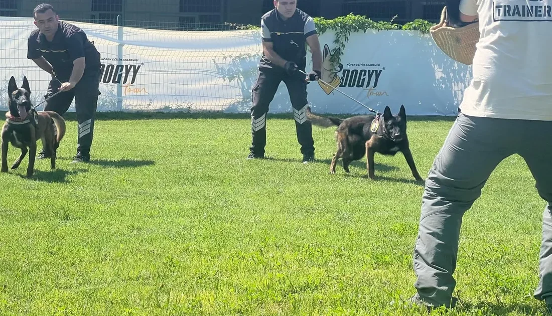 Dogyydown Köpek Eğitim Akademisi