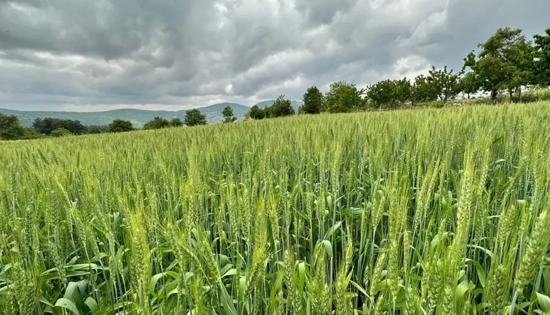 Manisa Büyükşehir Belediyesi, kırsalda