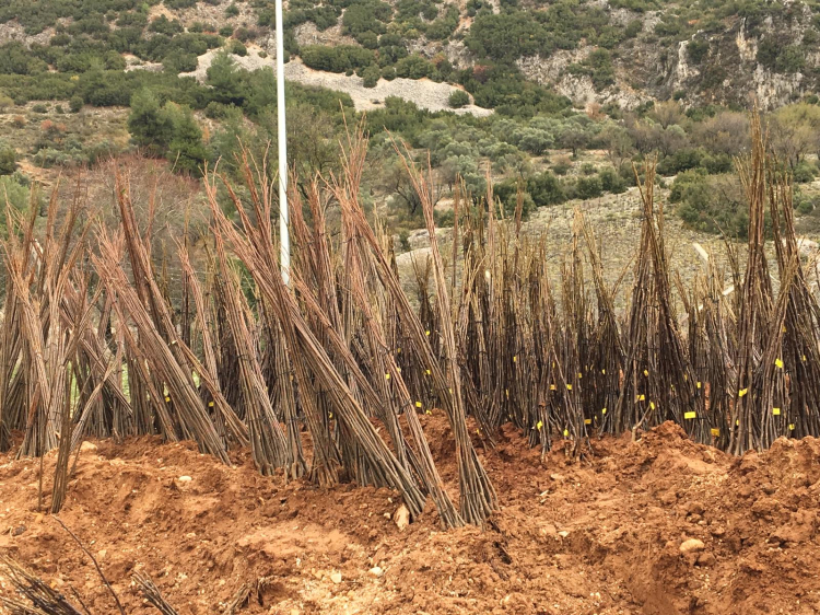 Muğla'da her kapıda bir fidan!