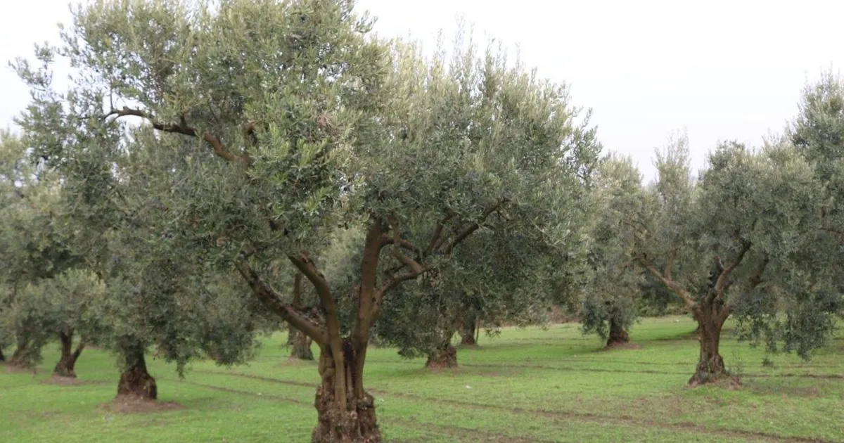 Zeytinde rekolte beyanı başlıyor… Beyan vermeyenden ürün alınmayacak!