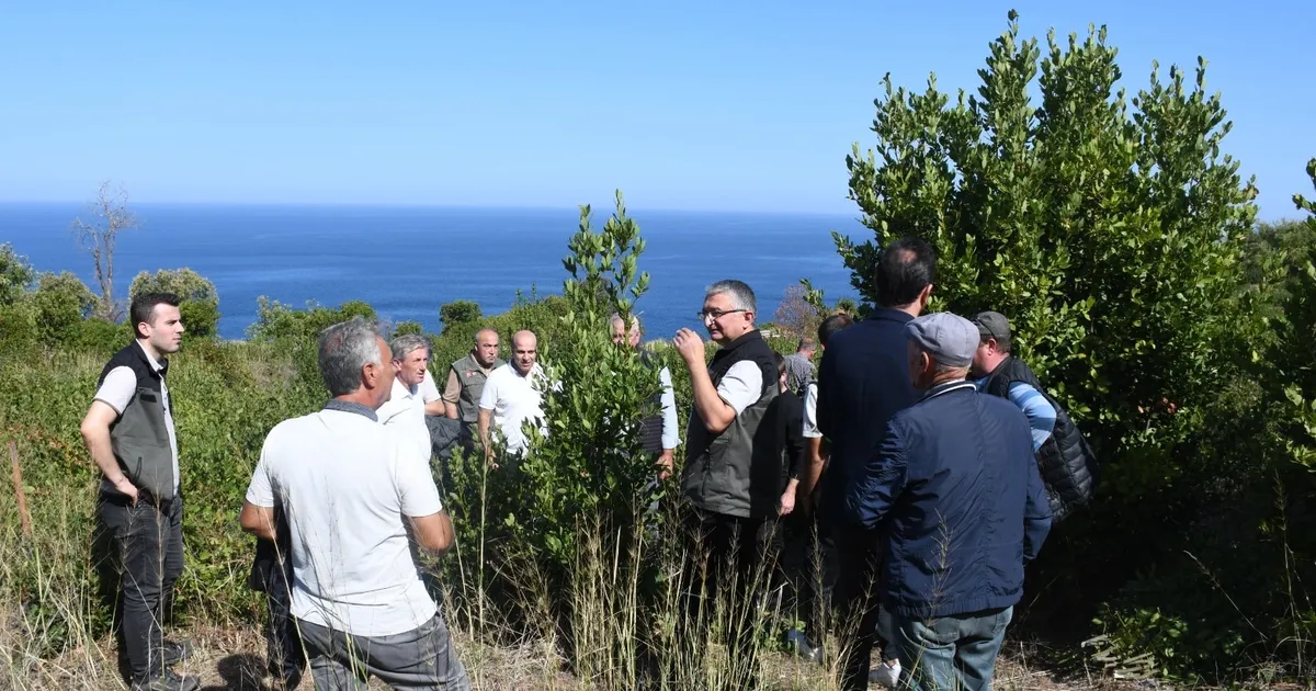 Bursa Orman, Mudanya kırsalında defne sahalarını iyileştirecek