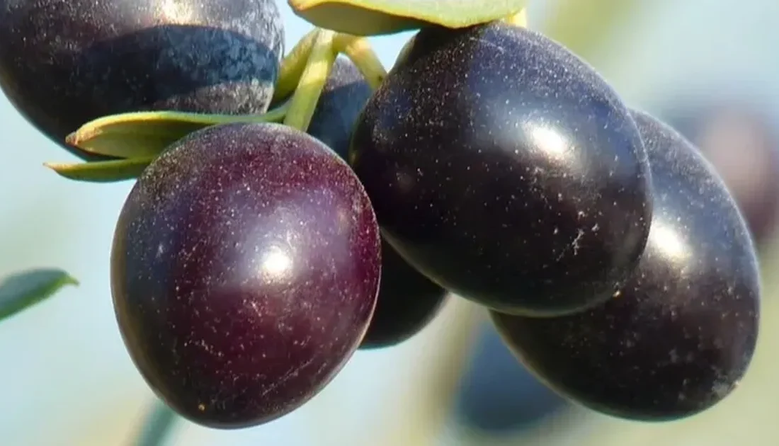 Bursa’nın Gemlik ilçesi, zeytin