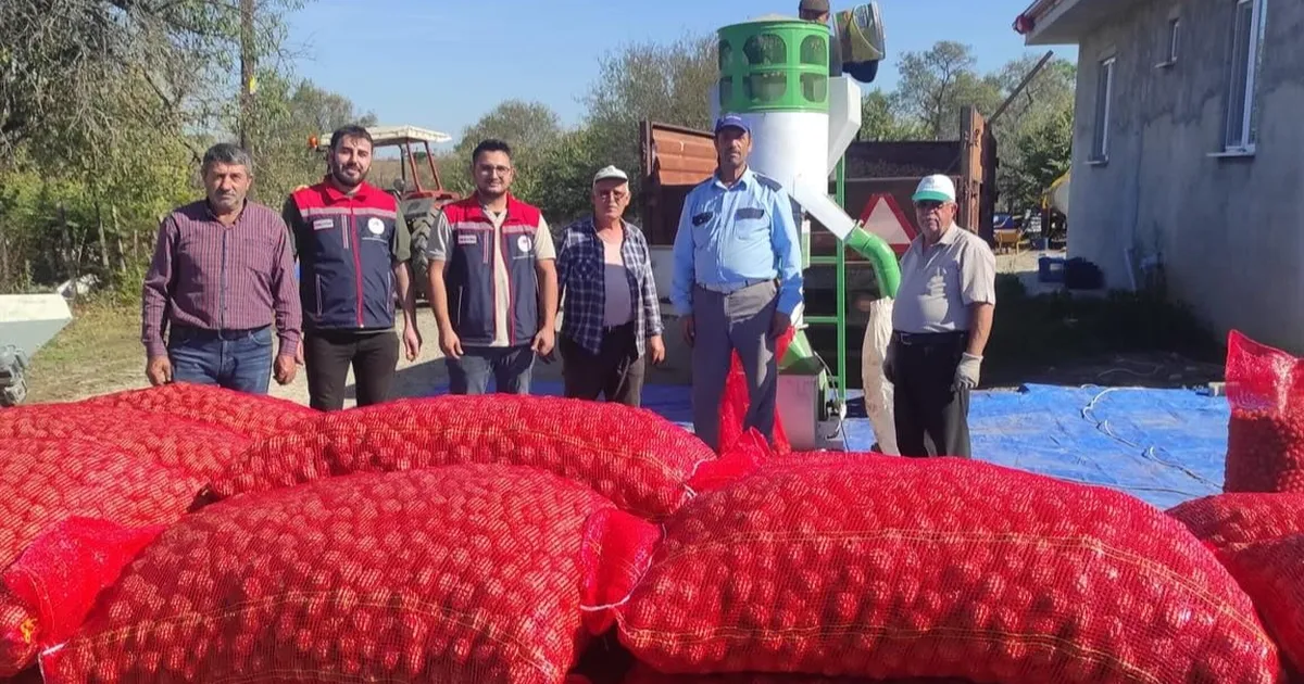 İpsala’nın Karaağaç Köyünde ceviz hasadı devam ediyor