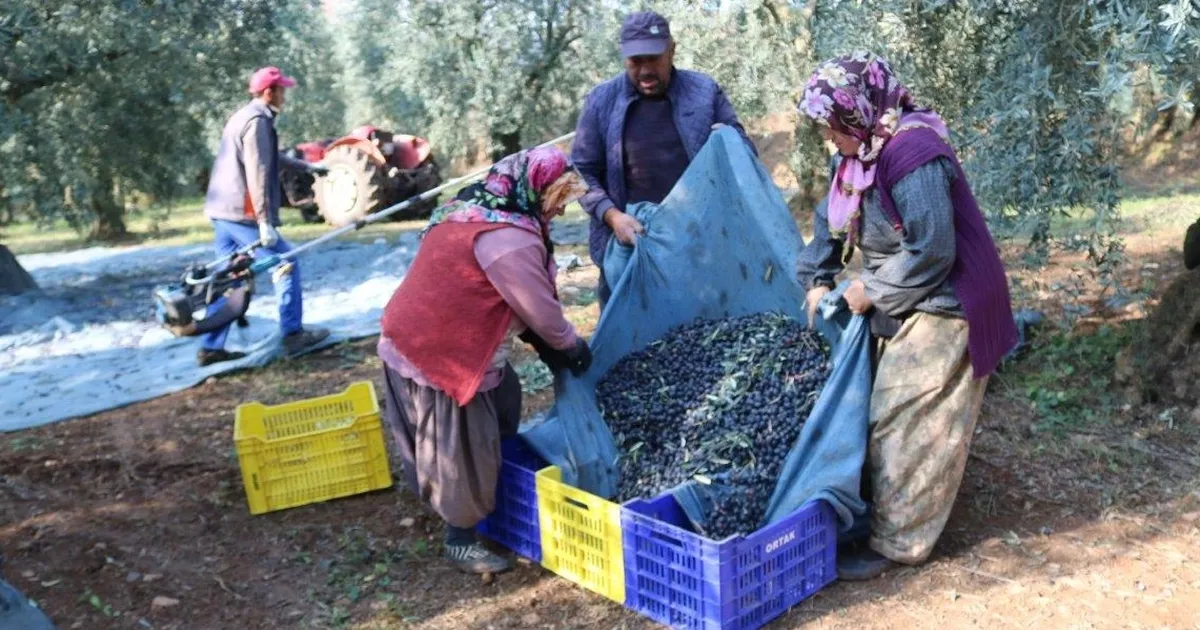 İşte zeytinin 1 kg maliyeti!