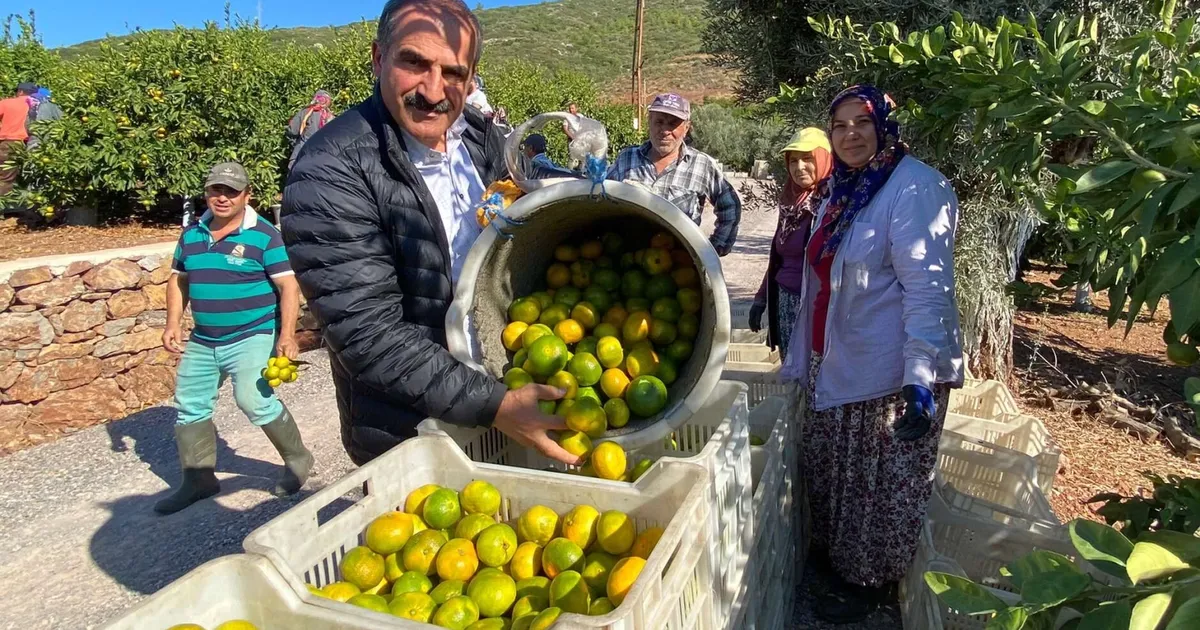 Satsuma mandalinanın ihracat yolculuğu başlıyor