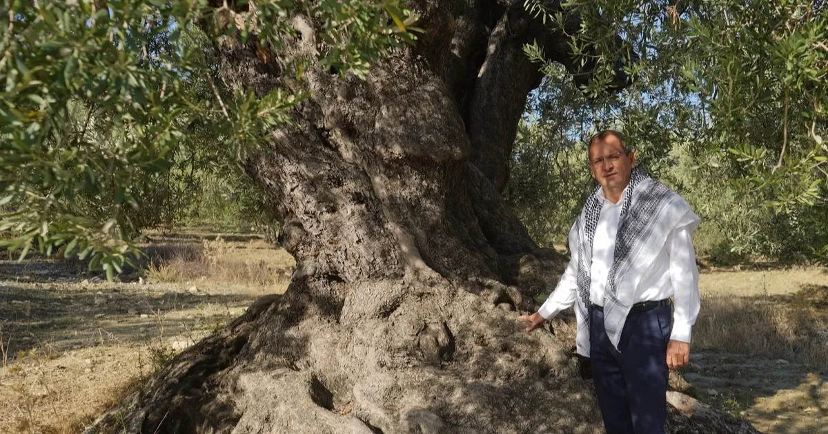 'Ayvalık Zeytinyağı' AB'den tescil bekliyor