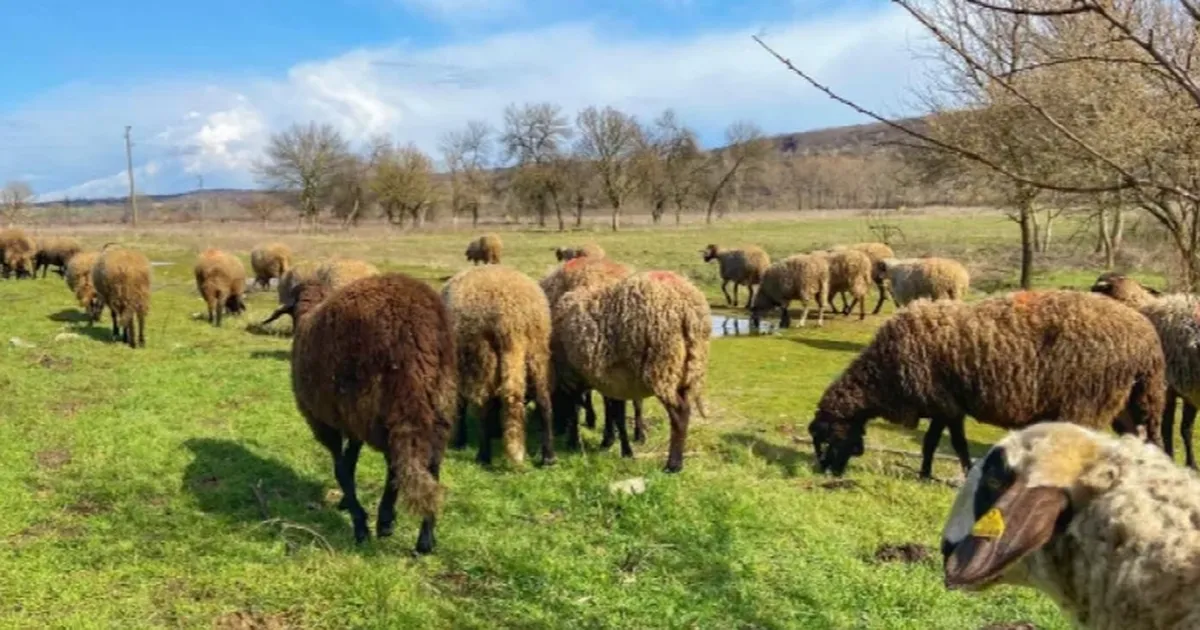 Edirne'de 31 çiçek vakası tespit edildi! Kırmızı etle bulaşır mı?