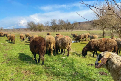 Edirne'de 31 çiçek vakası tespit edildi! Kırmızı etle bulaşır mı?