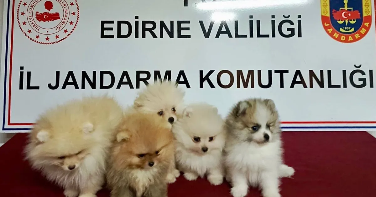 Edirne'de hayvan kaçakçılığı operasyonu... 5 köpek kurtarıldı!