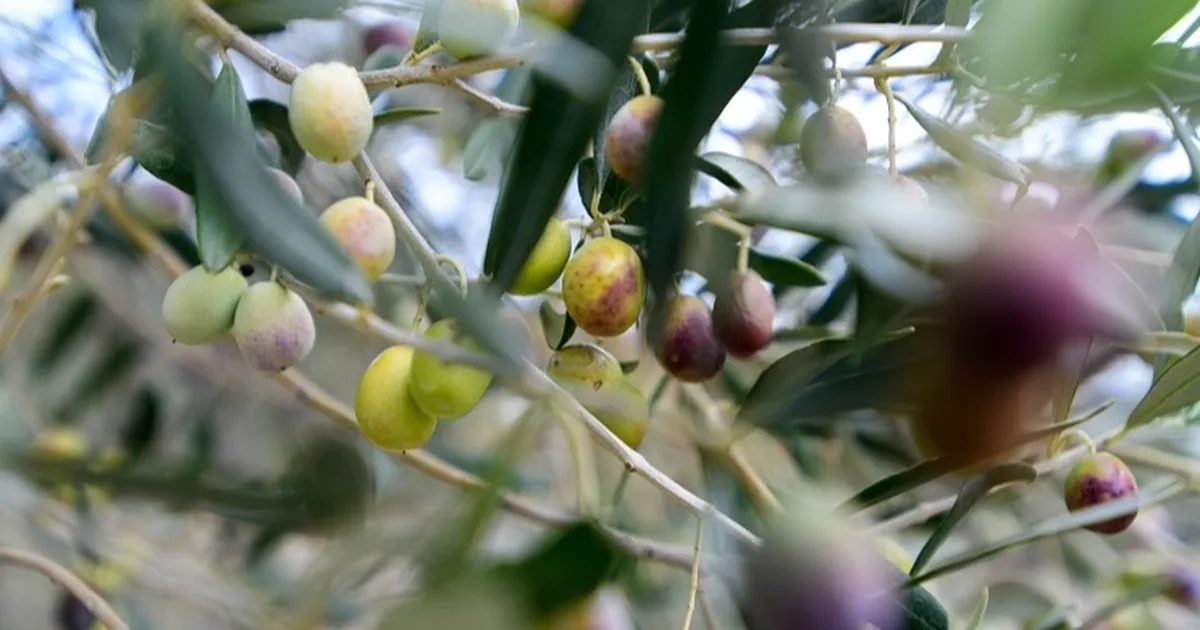 İzmir Bornova’da zeytin üreticilerine lojistik destek