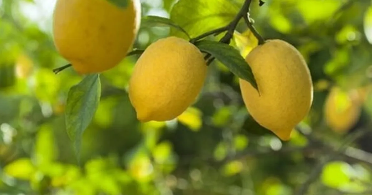 Kasım'da fiyat farkı 'limon' sıktı!