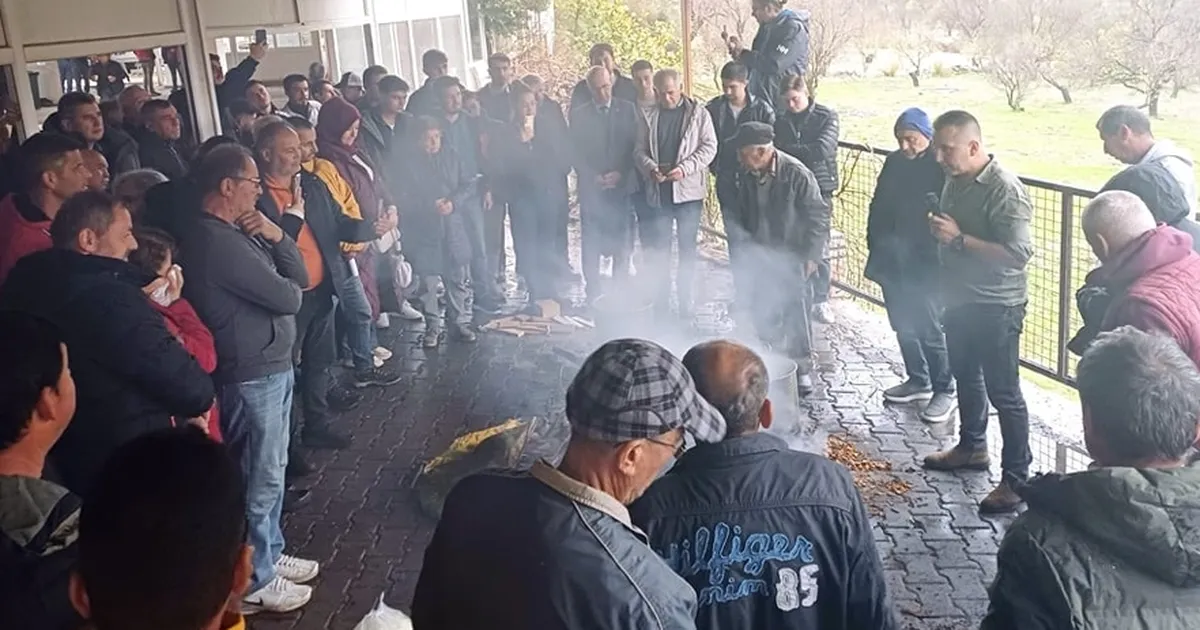 Muğla'da badem biti ve zeytin zararlılarıyla mücadele