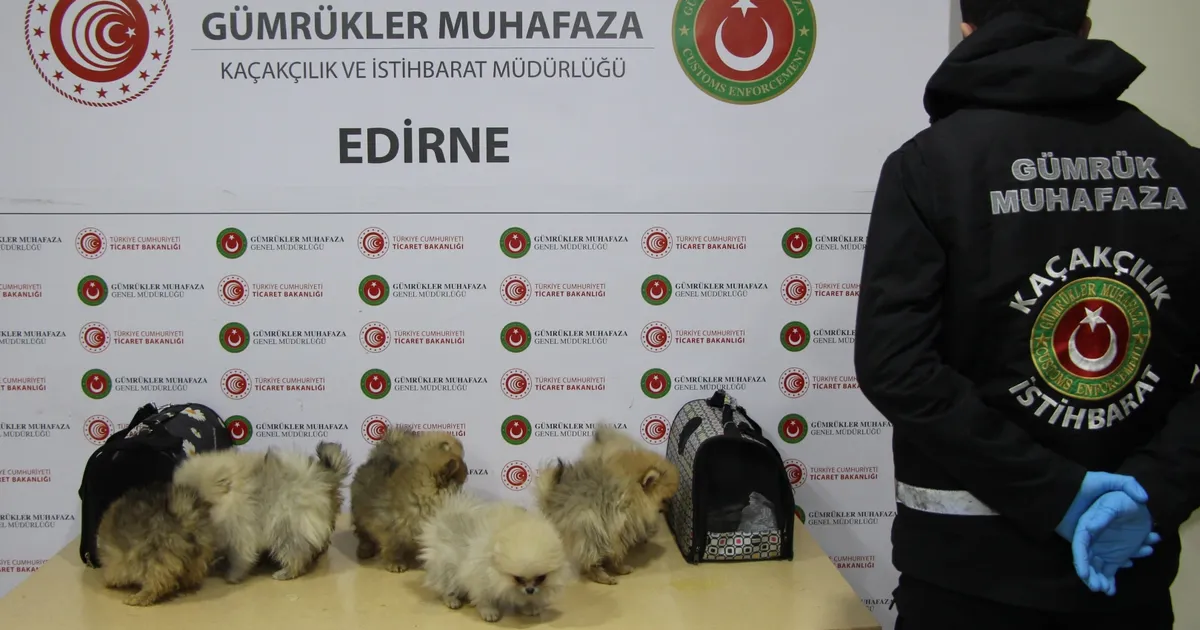 Kapıkule’de bagajdan kaçak köpekler çıktı!