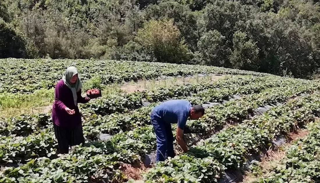 Tarım ve Orman Bakanlığı,