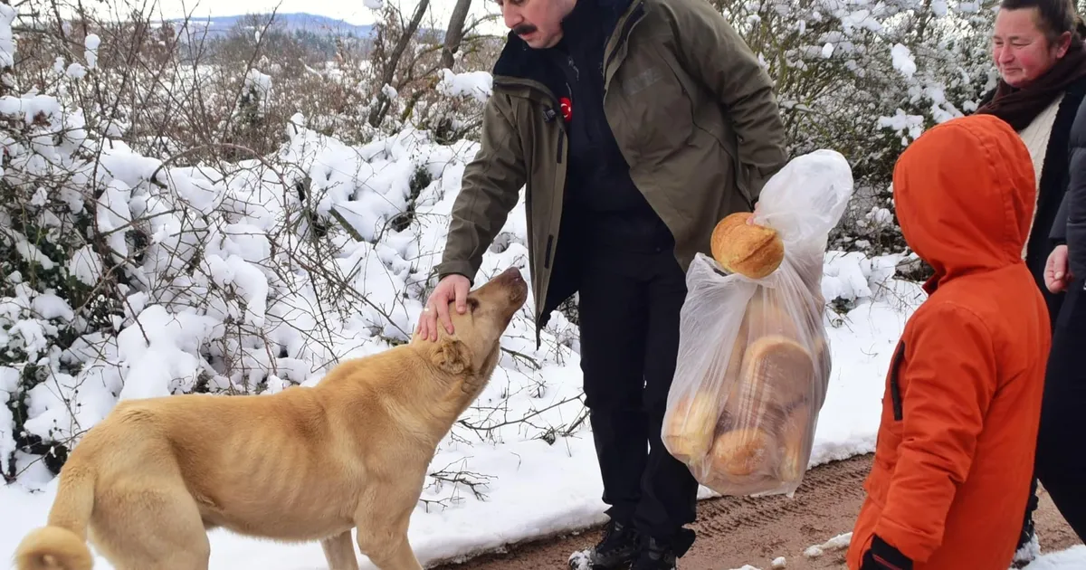 Bursa Yenişehir'de yaban hayatına 'kış'desteği!