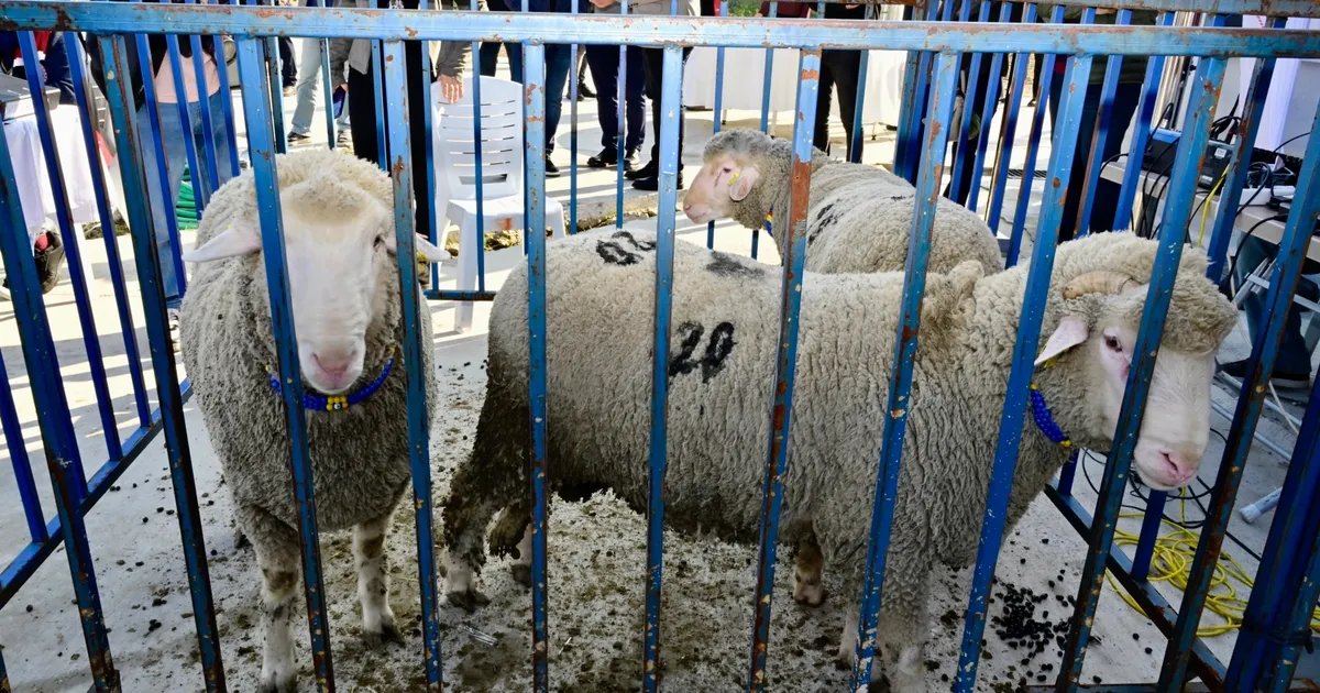 İzmir Aliağa’da 'damızlık koç'lar dağıtıldı