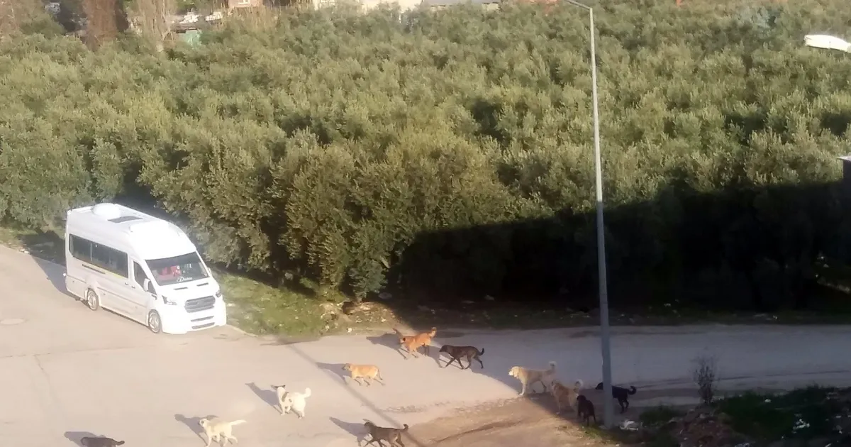 Mudanya'da başıboş köpeklerin 'sürü' tedirginliği!