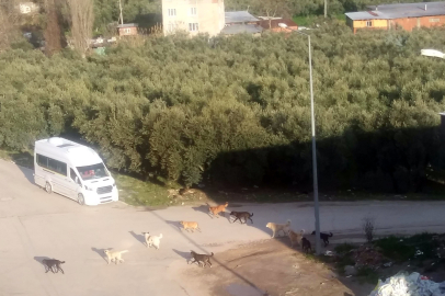 Mudanya'da başıboş köpeklerin 'sürü' tedirginliği!