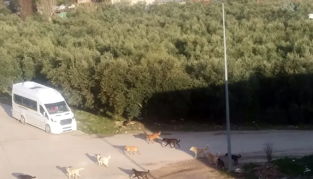 Bursa'nın Mudanya ilçesinde başıboş