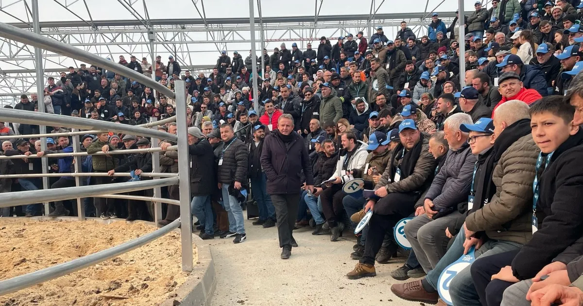 Trakya’nın ilk sütçü mezatı büyük ilgi gördü