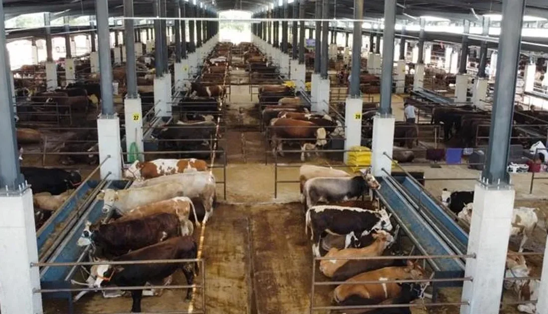 Bursa'da İnegöl Belediyesi Hayvan