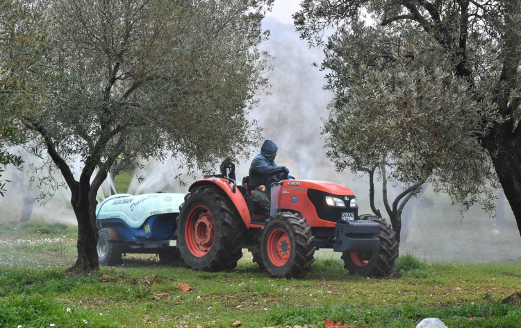 İzmir Büyükşehir zeytin üreticisine 'ilaç' oldu... İzmir kutsal ağaca 'ilaç' oldu