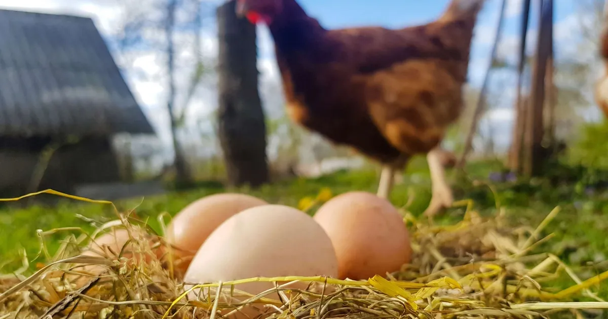 Yumurta üretimi azaldı! Tavuk eti üretimi arttı!