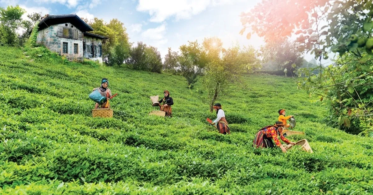 Çay topraklarına can suyu... Rize, Trabzon ve Artvin'de çay bahçelerinde verim arttı