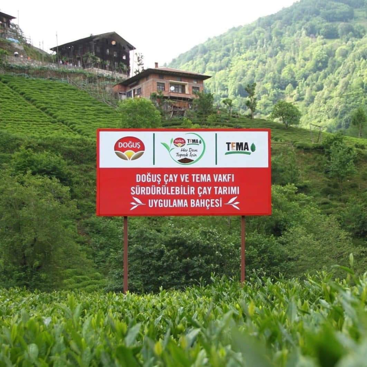 Çay topraklarına can suyu... Rize, Trabzon ve Artvin'de çay bahçelerinde verim arttı