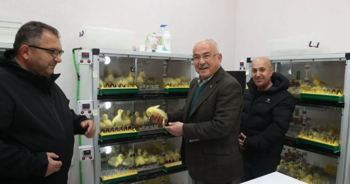 Ordu'da kaz yetiştiriciliği artıyor