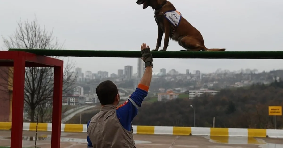 Afet köpeklerine detaylı yönetmelik… Köpekli Arama Timi Yönetmeliği yayımlandı