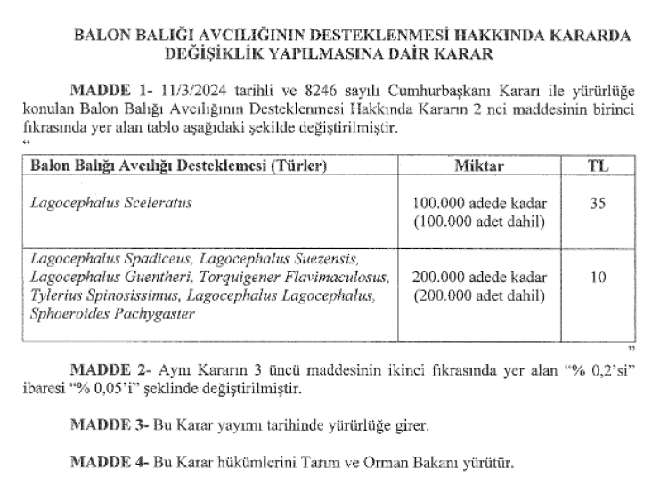 Balon Balığı avcılığı desteği artırıldı