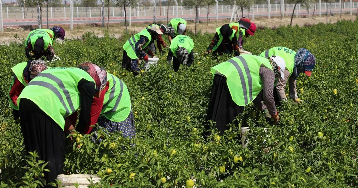 Binlerce yıllık Ata tohumları Karatay'da hayat buluyor
