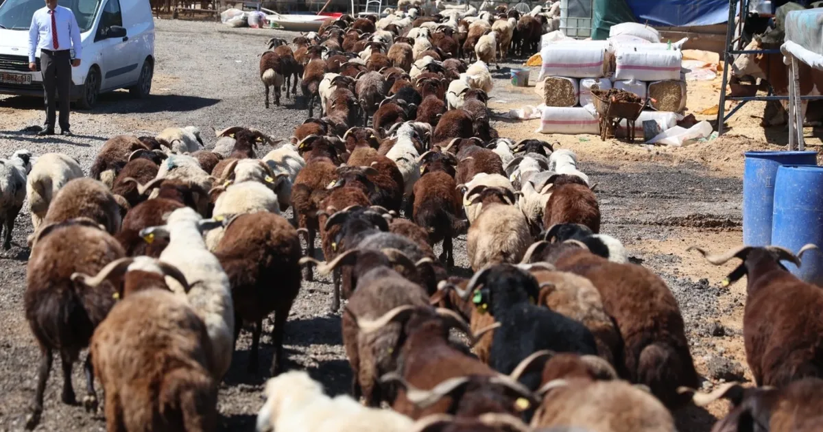 İzmir Karabağlar'da Kurban Bayramı öncesi örnek uygulama