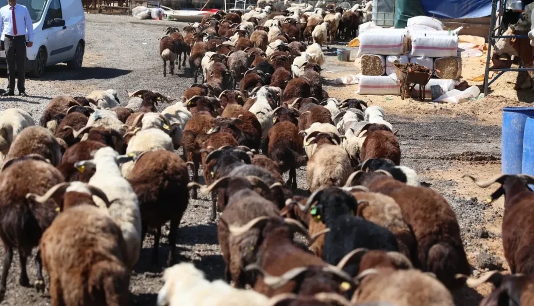 İzmir Karabağlar Belediyesi, Kurban