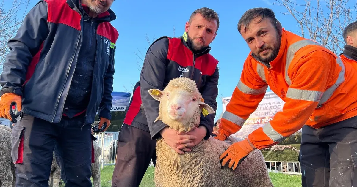 Kocaeli Büyükşehir’den üreticilere damızlık koç desteği