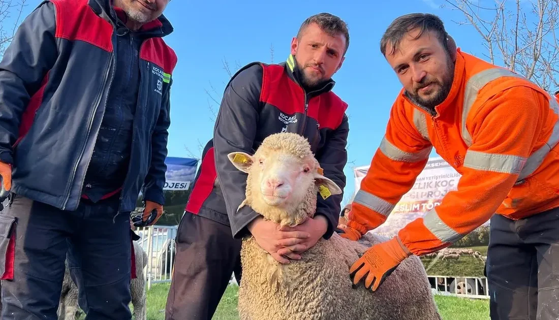 Kocaeli Büyükşehir Belediyesi’nin “Damızlık