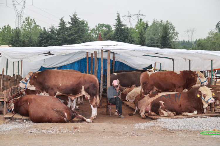 Kocaeli Gebze'de kurban pazarı kuruldu