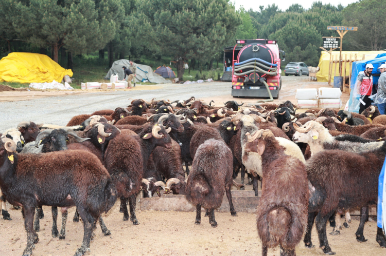 Kocaeli Gebze'de kurban pazarı kuruldu