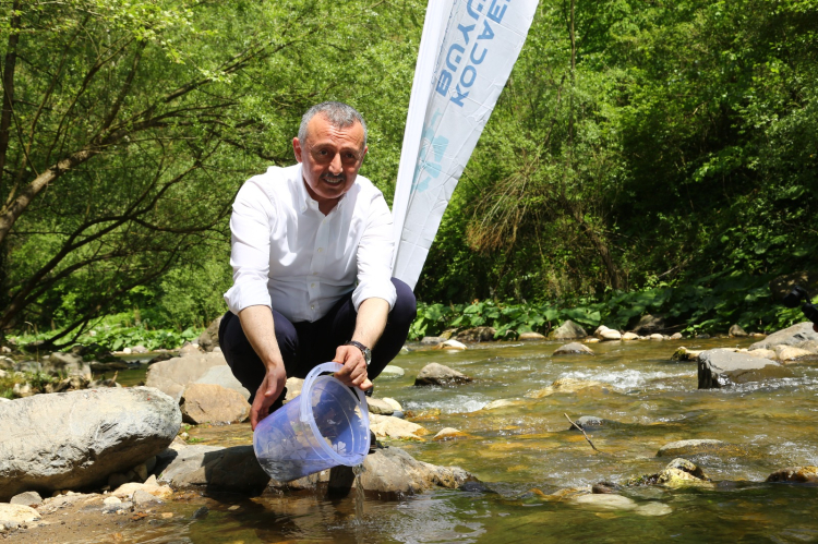 Kocaeli Kirazdere'ye 2 yılda 16 bin alabalık salındı