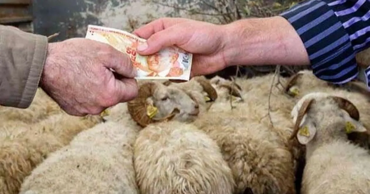 Kurbanlıklar yüzde 25 arttı… TZOB’a göre 147 milyar TL’lik ekonomik hareket bekleniyor