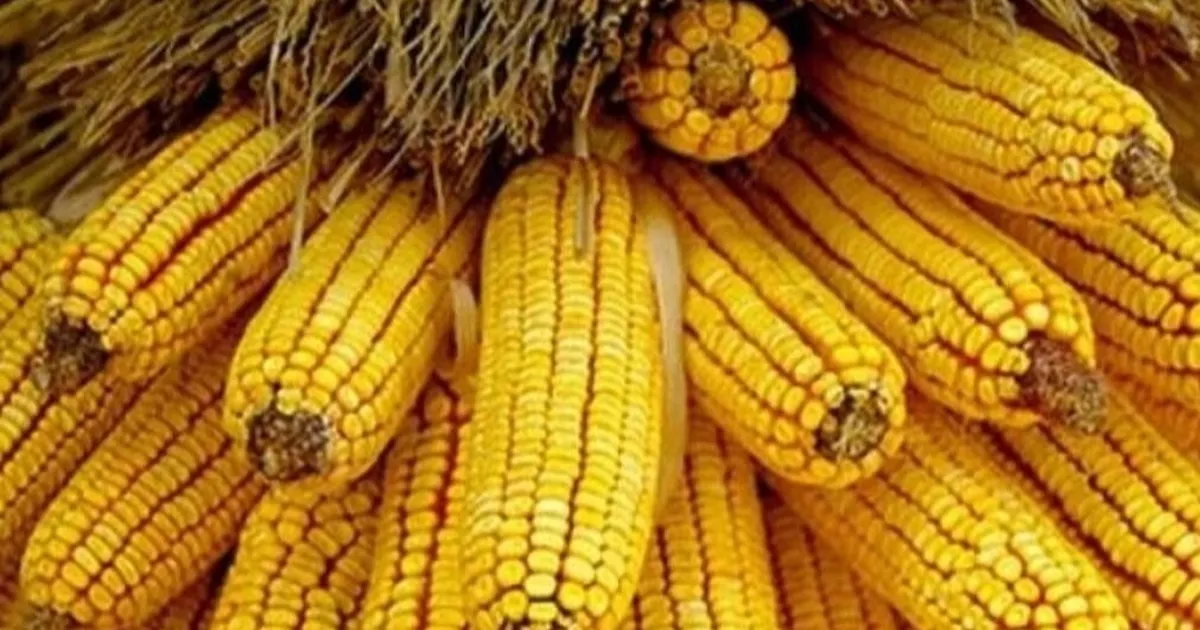 Mısır ithalatında yeni dönem... 1 milyon ton için Gümrük Vergisi sıfırlandı