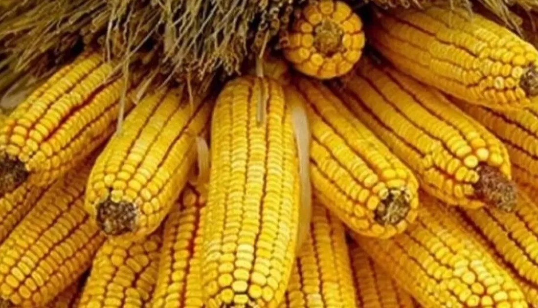 Mısır ithalatında 1 milyon